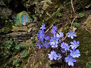 25 Fiori di Hepatica nobilis per la Madonnina